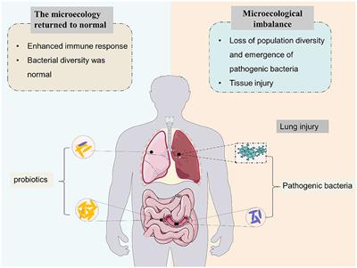 Respiratory diseases and gut microbiota: relevance, pathogenesis, and treatment